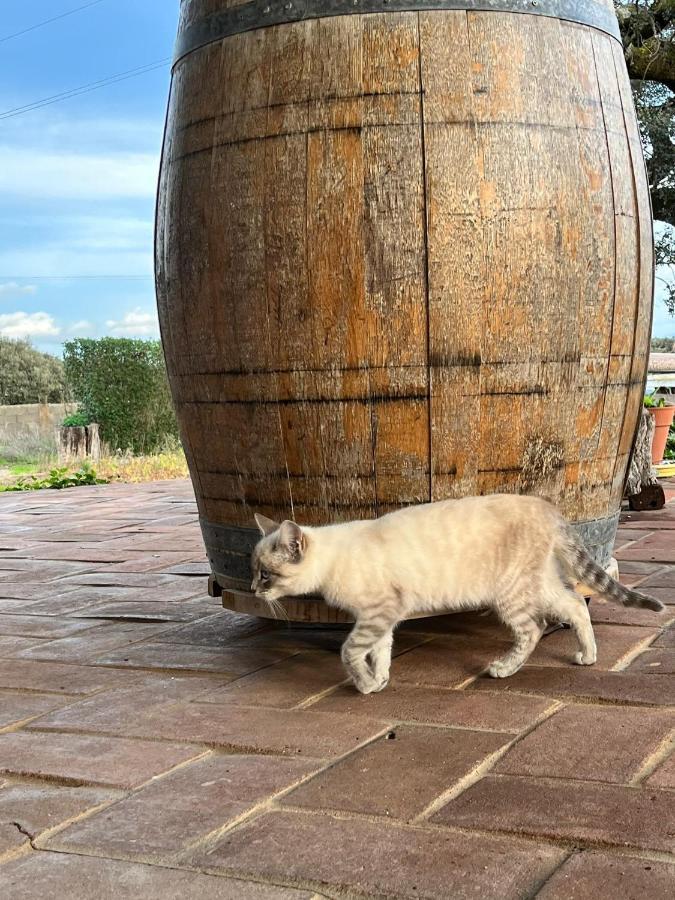 Villa Aproveite O Sabor Do Alentejo Vila Verde de Ficalho Exterior foto